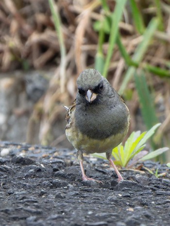 Fri, 4/26/2024 Birding report at 長崎県