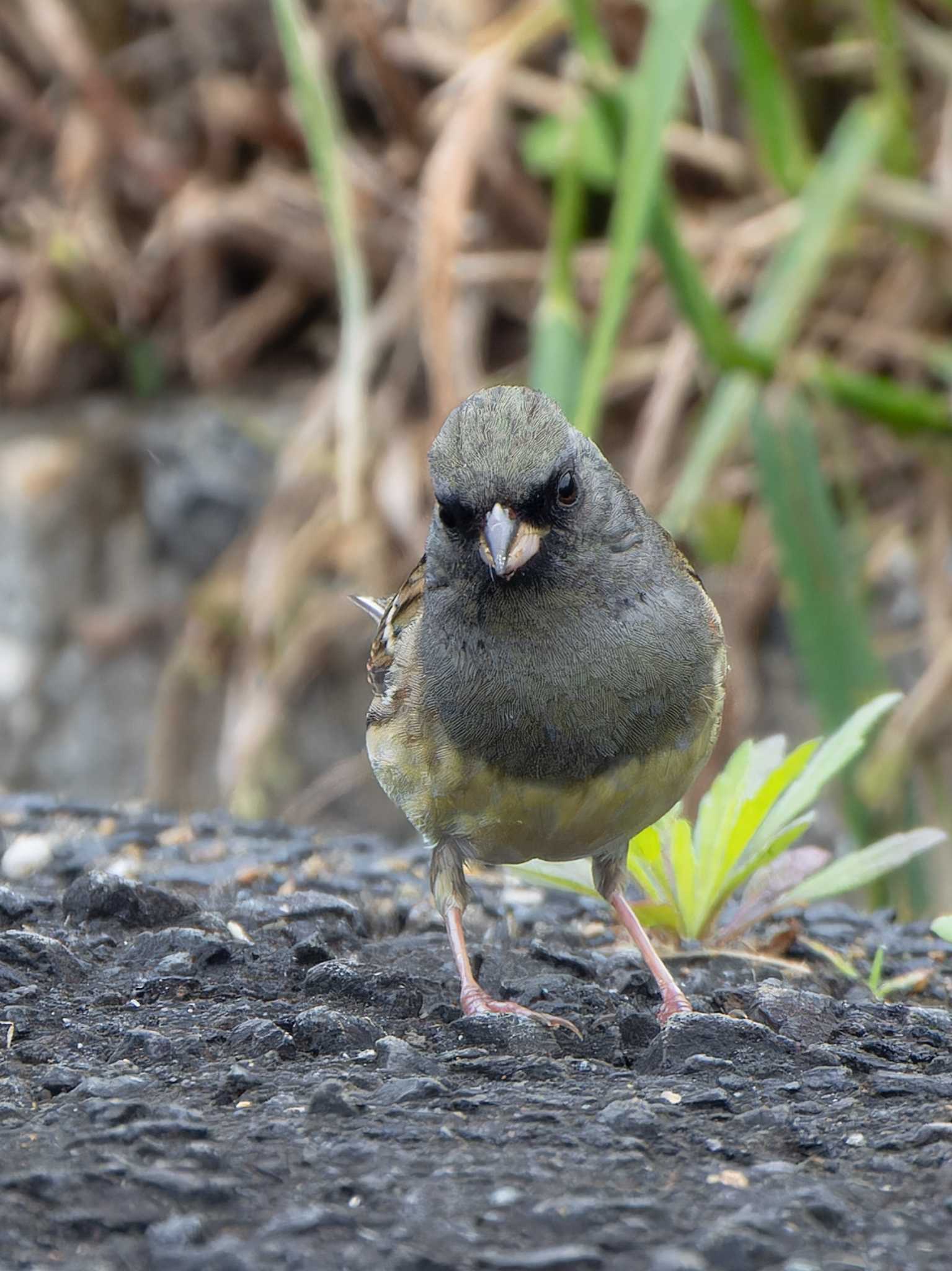 Black-faced Bunting