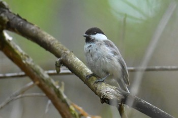 Willow Tit 大蔵高丸 Sun, 5/19/2024