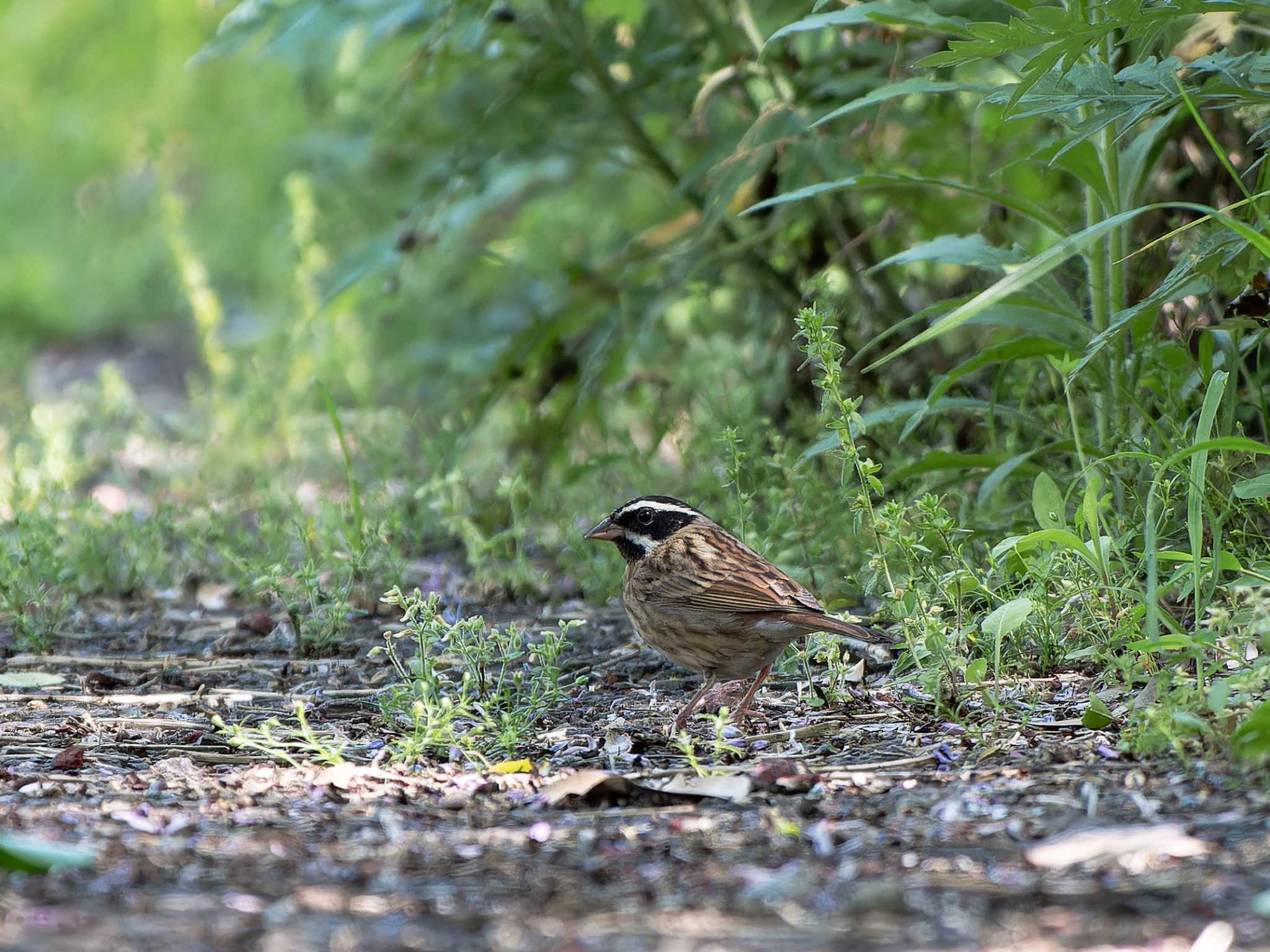 長崎県 シロハラホオジロの写真 by ここは長崎