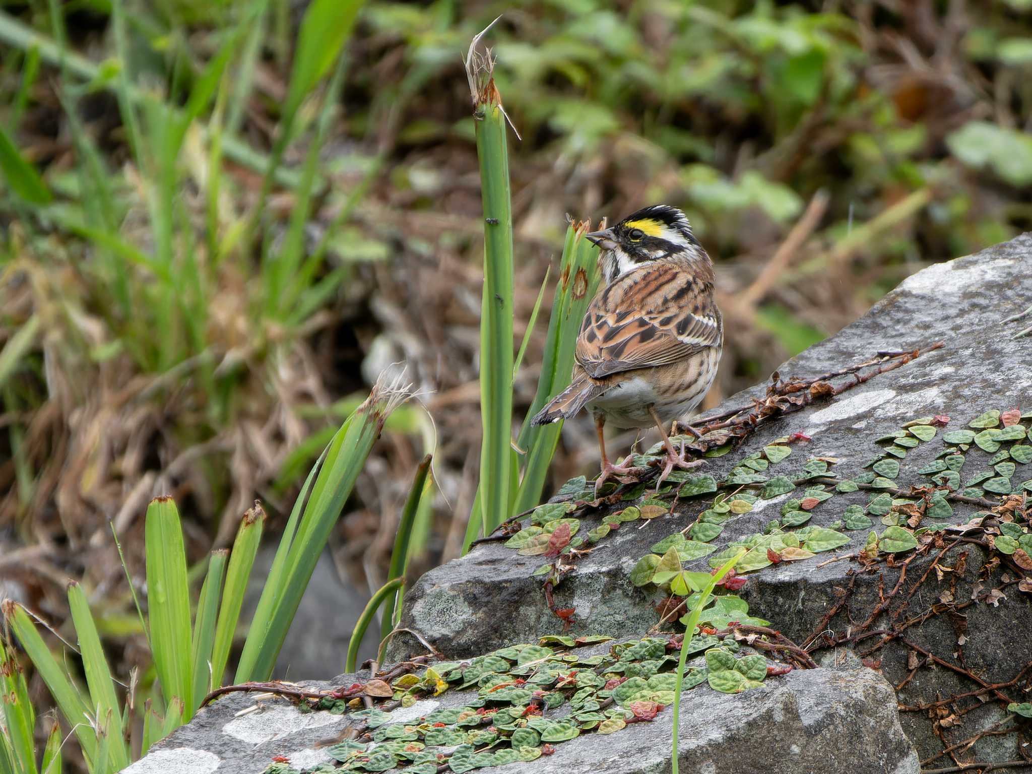 Yellow-browed Bunting