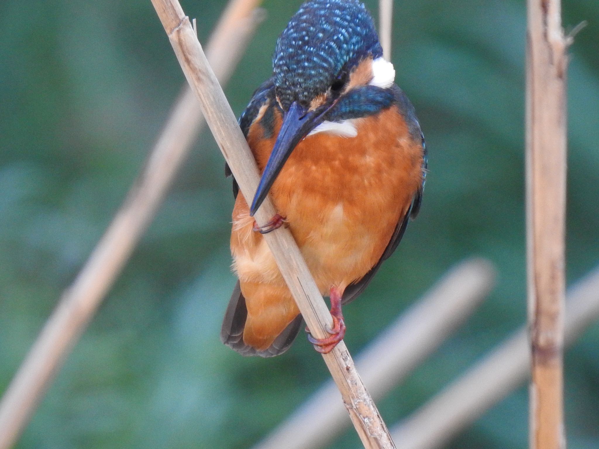 Common Kingfisher