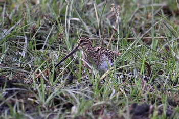 African Snipe Khwai Private Reserve(Okavango Delta) Sun, 5/12/2024