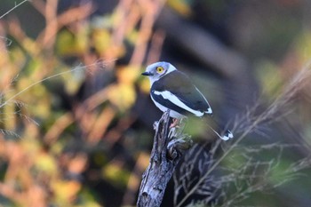 White-crested Helmetshrike Khwai Private Reserve(Okavango Delta) Mon, 5/13/2024