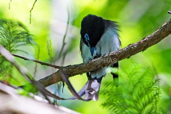 サンコウチョウ 東京都多摩地域 2024年5月9日(木)