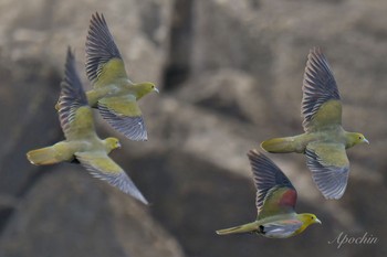 アオバト 大磯照ヶ崎海岸 2024年5月6日(月)