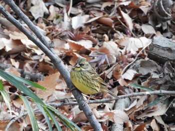 2019年1月8日(火) 東京都町田市の野鳥観察記録