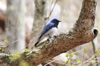 Blue-and-white Flycatcher Karuizawa wild bird forest Mon, 4/22/2024