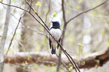 Blue-and-white Flycatcher Karuizawa wild bird forest Mon, 4/22/2024