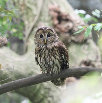 Ural Owl 福岡県内 Fri, 5/24/2024