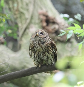 Ural Owl 福岡県内 Fri, 5/24/2024