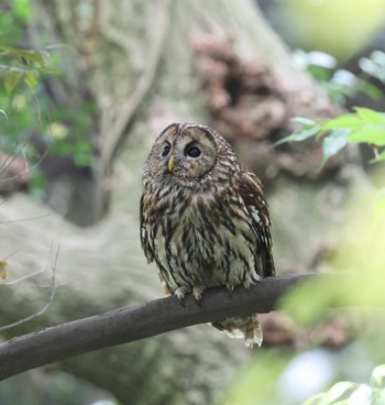 Ural Owl 福岡県内 Fri, 5/24/2024