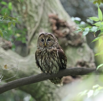 Ural Owl 福岡県内 Fri, 5/24/2024