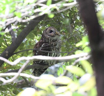 Ural Owl 福岡県内 Fri, 5/24/2024