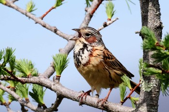 Fri, 5/24/2024 Birding report at Senjogahara Marshland