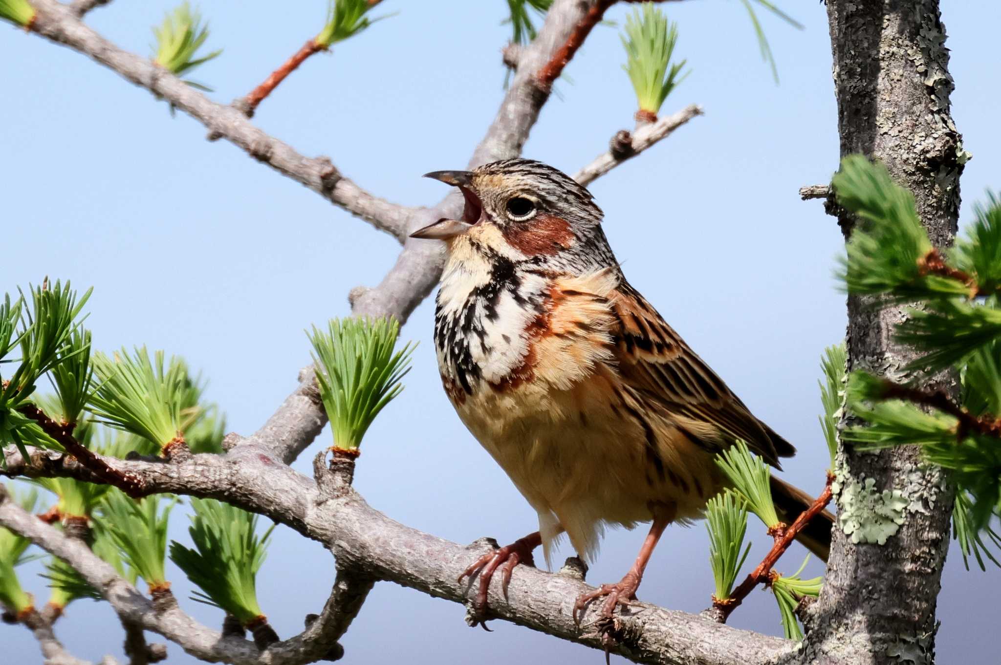 Chestnut-eared Bunting