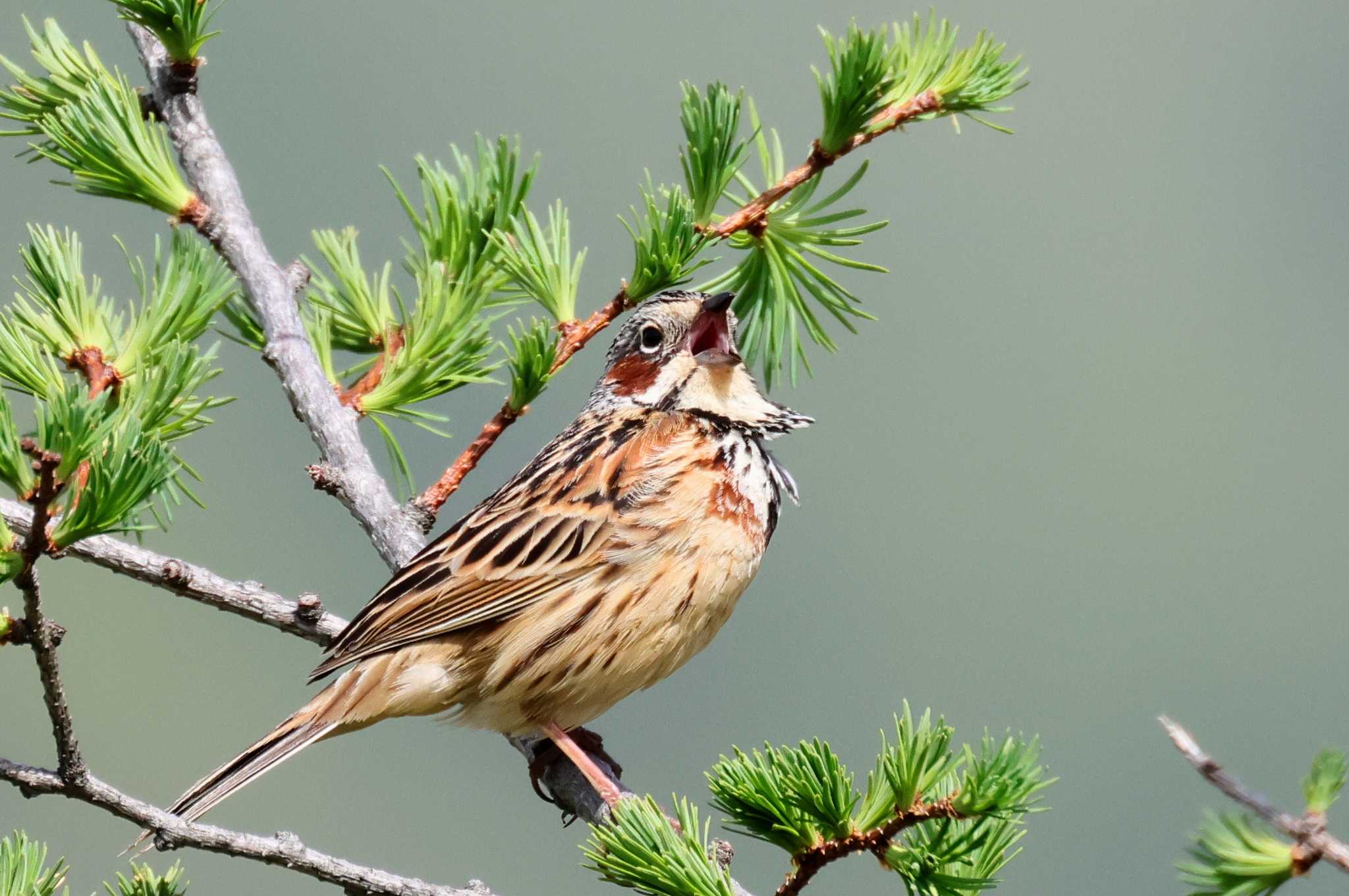 Chestnut-eared Bunting