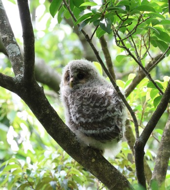 Ural Owl 福岡県内 Fri, 5/24/2024