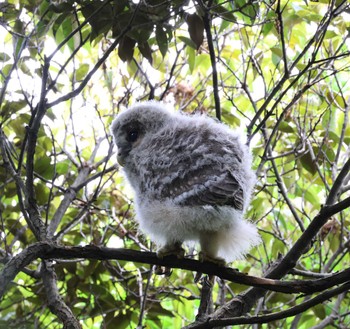 Ural Owl 福岡県内 Fri, 5/24/2024