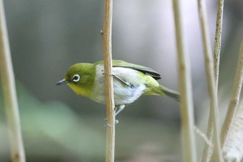 メジロ 明石公園 2024年5月2日(木)