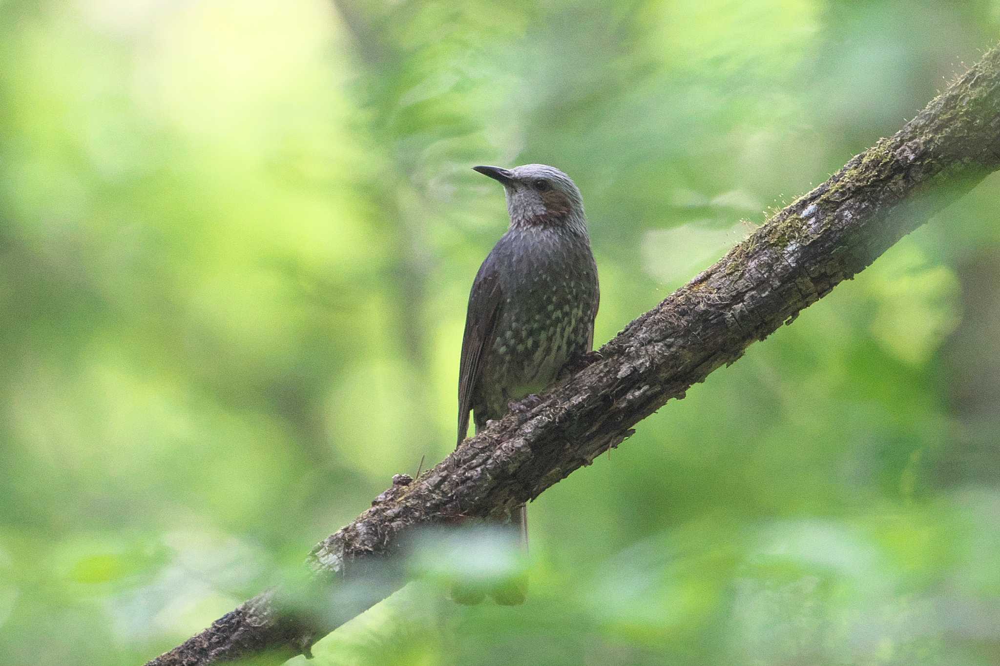 軽井沢野鳥の森 ヒヨドリの写真 by Y. Watanabe