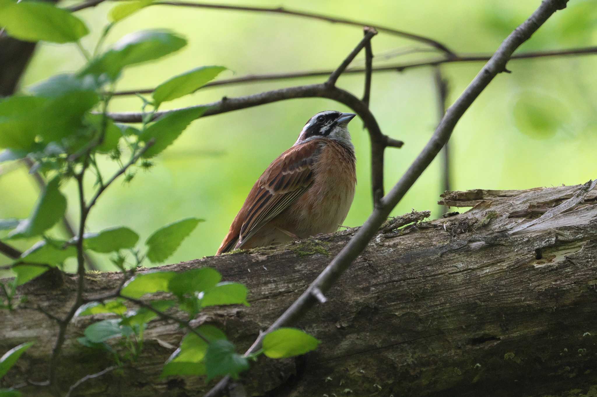 Photo of Meadow Bunting at Karuizawa wild bird forest by Y. Watanabe