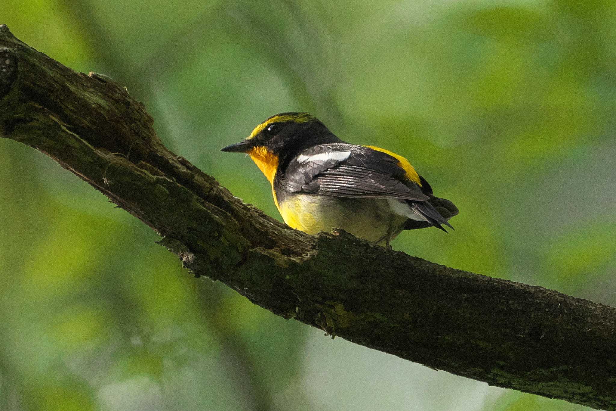 2024年5月24日(金) 軽井沢野鳥の森の野鳥観察記録 by Y. Watanabe | ZooPicker