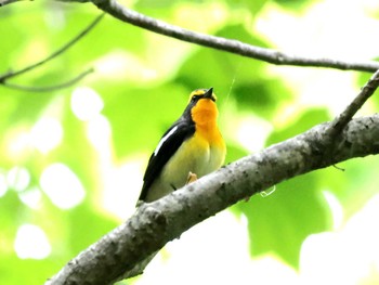 Narcissus Flycatcher Nishioka Park Sat, 5/25/2024