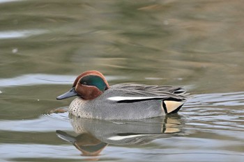 Eurasian Teal 秦野市 Mon, 2/19/2024