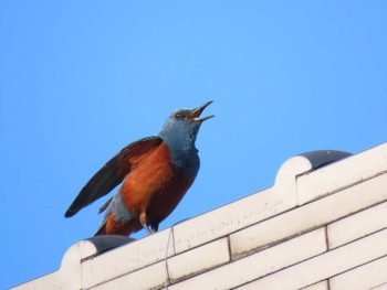 2024年5月25日(土) 河南町の野鳥観察記録