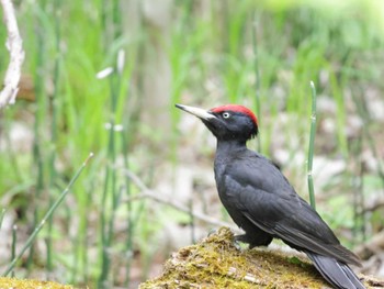 Black Woodpecker Nishioka Park Sat, 5/25/2024