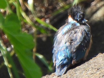 Common Kingfisher 芝川第一調節池(芝川貯水池) Sat, 5/25/2024