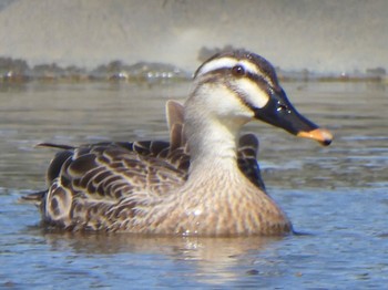 Eastern Spot-billed Duck 芝川第一調節池(芝川貯水池) Sat, 5/25/2024