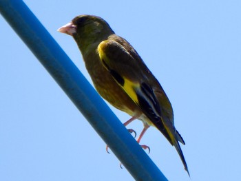 Grey-capped Greenfinch 芝川第一調節池(芝川貯水池) Sat, 5/25/2024