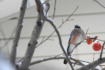 カケス 福島県 2019年1月3日(木)