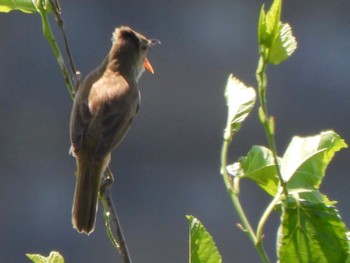 Sat, 5/25/2024 Birding report at 芝川第一調節池(芝川貯水池)