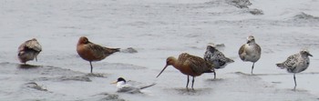 2024年4月21日(日) ふなばし三番瀬海浜公園の野鳥観察記録