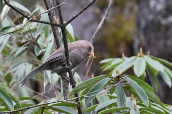 Sun, 4/21/2024 Birding report at 瓦屋山(Wawushan)