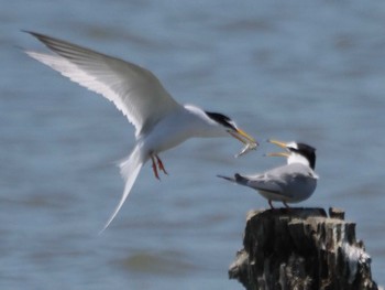 2024年5月25日(土) 伊佐沼の野鳥観察記録