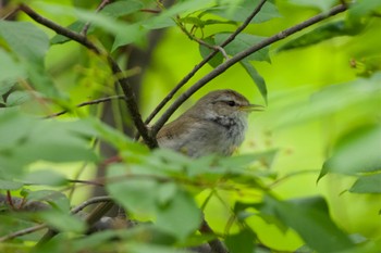 Japanese Bush Warbler 青葉公園(千歳市) Sat, 5/25/2024