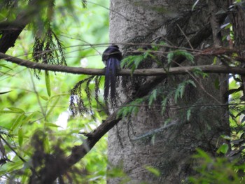 Sat, 5/25/2024 Birding report at 八王子城跡