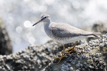 Sat, 5/25/2024 Birding report at Tokyo Port Wild Bird Park