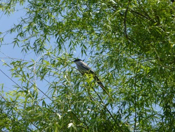 Sat, 5/25/2024 Birding report at 江戸川河川敷(里見公園〜柳原水門)