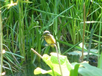 Sat, 5/25/2024 Birding report at じゅん菜池緑地(蓴菜池緑地)