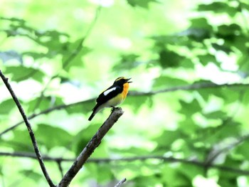 Narcissus Flycatcher Nishioka Park Sat, 5/25/2024