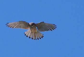 2024年5月25日(土) 淀川河川敷の野鳥観察記録