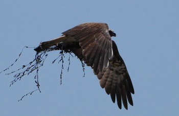 2024年5月25日(土) 大和川の野鳥観察記録