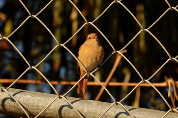 2019年1月9日(水) 三ツ池公園(横浜市鶴見区)の野鳥観察記録