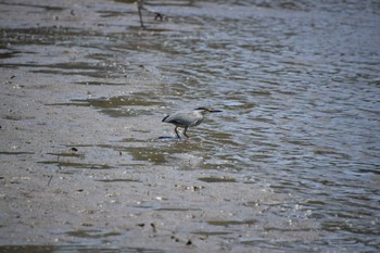 Striated Heron Fujimae Tidal Flat Sat, 5/25/2024