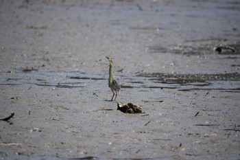 Striated Heron Fujimae Tidal Flat Sat, 5/25/2024